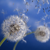 Dandilion seeds